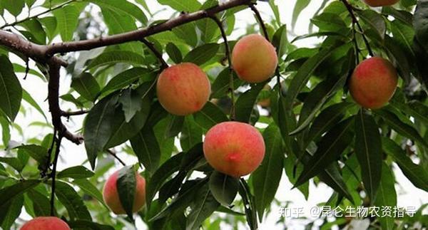 桃子树的种植技术_桃树种子种植方法视频_桃树种子种植技术