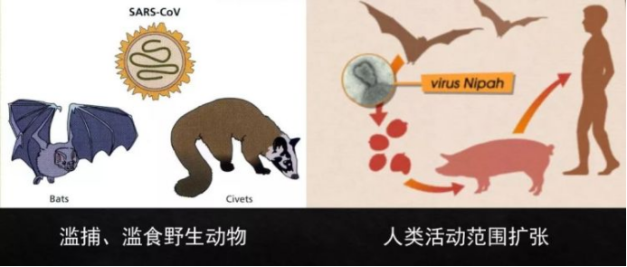 水貂养殖视频致富经_视频致富养殖水貂是真的吗_视频致富养殖水貂骗局