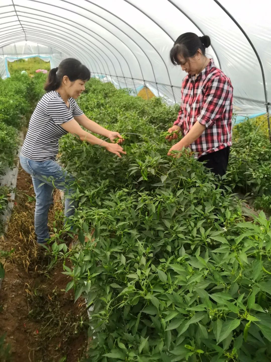 大棚辣椒种植视频_大棚辣椒种植致富_种大棚辣椒挣钱吗