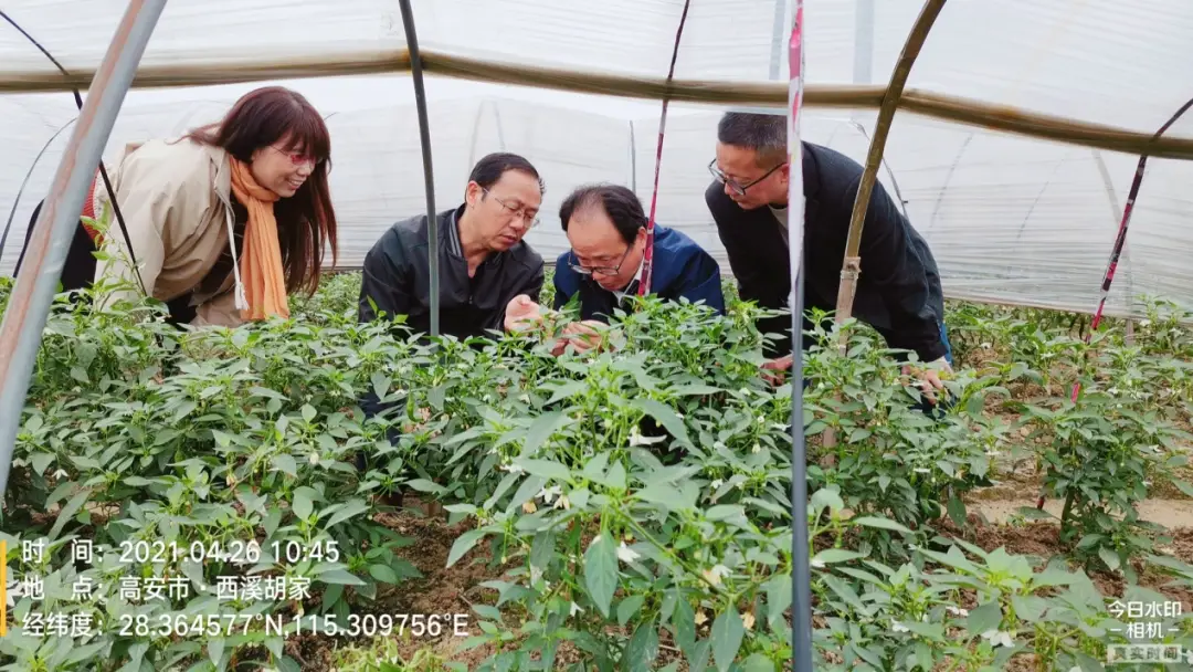 致富辣椒大棚种植视频_大棚辣椒种植视频_大棚辣椒种植致富