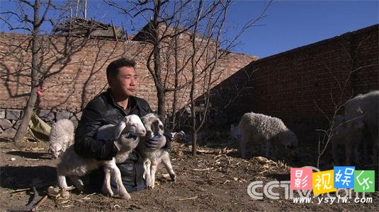 无腿硬汉王晓兵养羊 CCTV7致富经20150612期