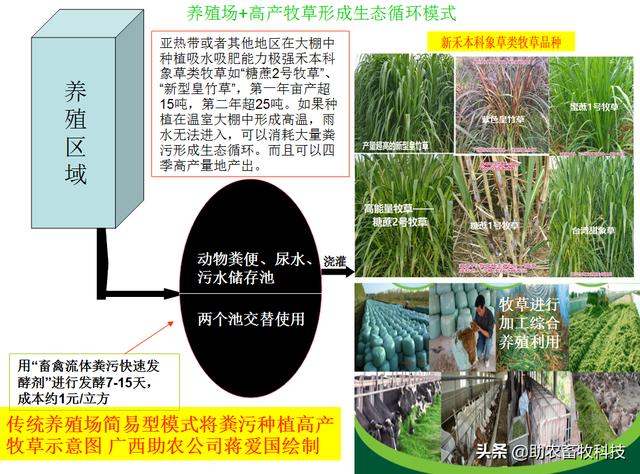 种植草技术黄竹的优缺点_黄竹草种怎么种植_黄竹草种植技术