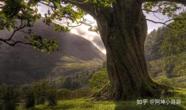 农村庭院植树_庭院种植致富项目_院子种植致富树