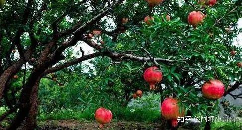 庭院种植致富项目_农村庭院植树_院子种植致富树