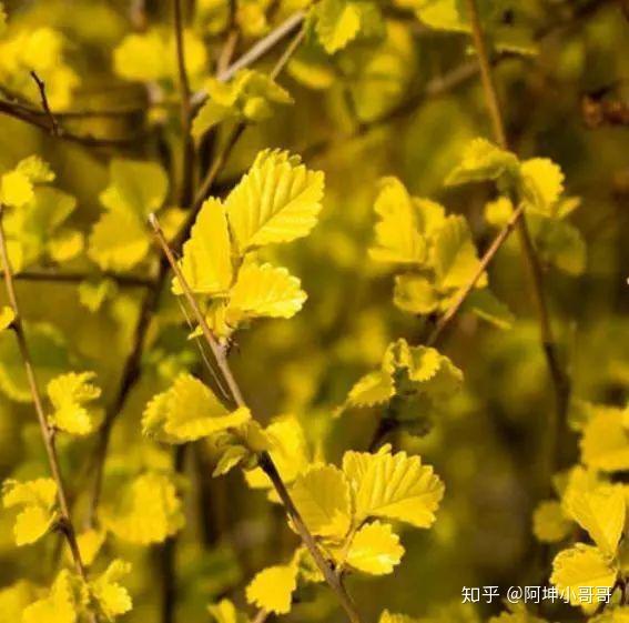 农村庭院植树_院子种植致富树_庭院种植致富项目