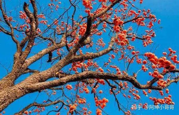 农村庭院植树_庭院种植致富项目_院子种植致富树