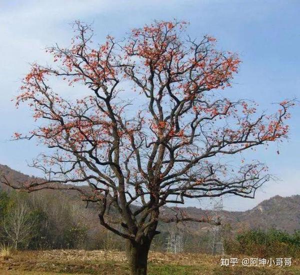 庭院种植致富项目_农村庭院植树_院子种植致富树