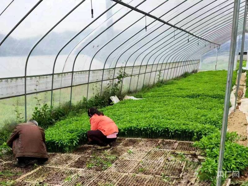 贵州施秉：辣椒移栽忙 种出村民增收好“钱”景