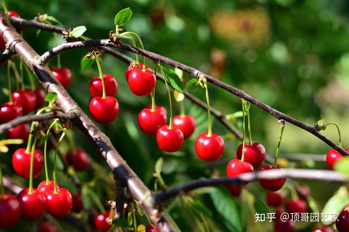 院子种植致富树_农村小院种树_农村庭院种树