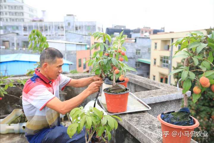 农村庭院植树_院子种植致富树_农村小院种树