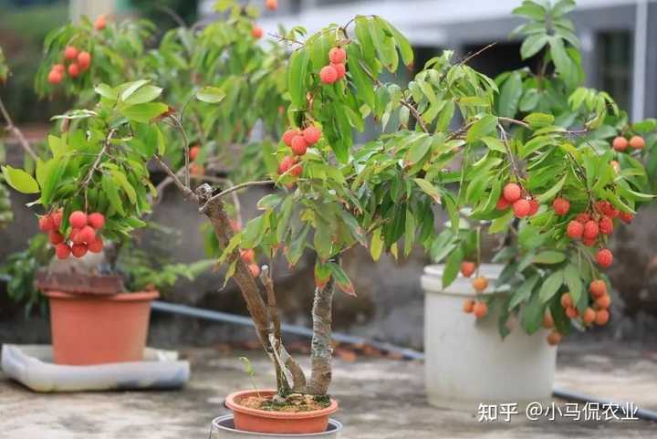 农村小院种树_农村庭院植树_院子种植致富树