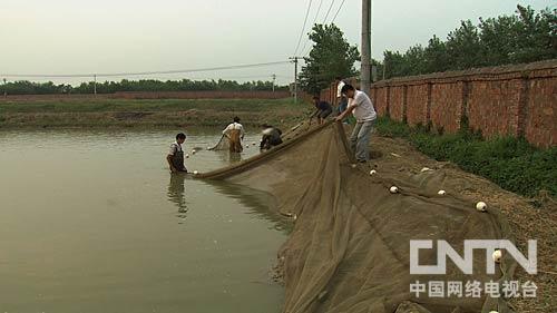 致富经六须鲶鱼_致富经鲶鱼_致富经土鲶养殖