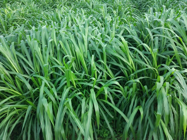 黄竹草种植行距_黄竹草种植技术_种黄竹草方法