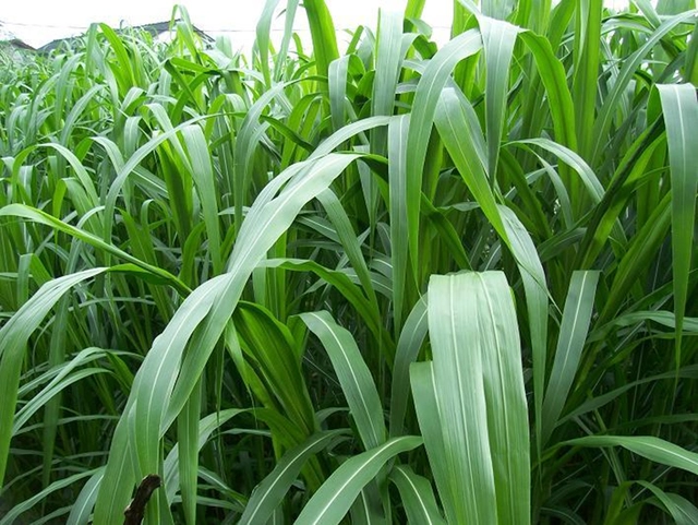 黄竹草种植行距_黄竹草种植技术_种黄竹草方法