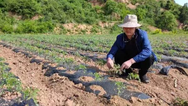 西红柿种植效益_大荔西红柿基地_大荔西红柿种植致富