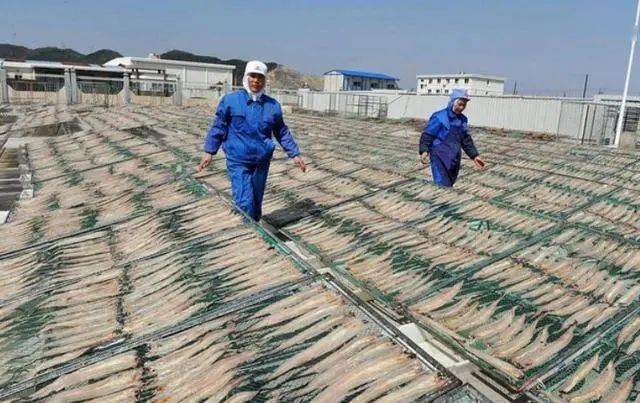 致富养殖鳕鱼好吗_致富养殖鳕鱼怎么样_致富经养殖鳕鱼