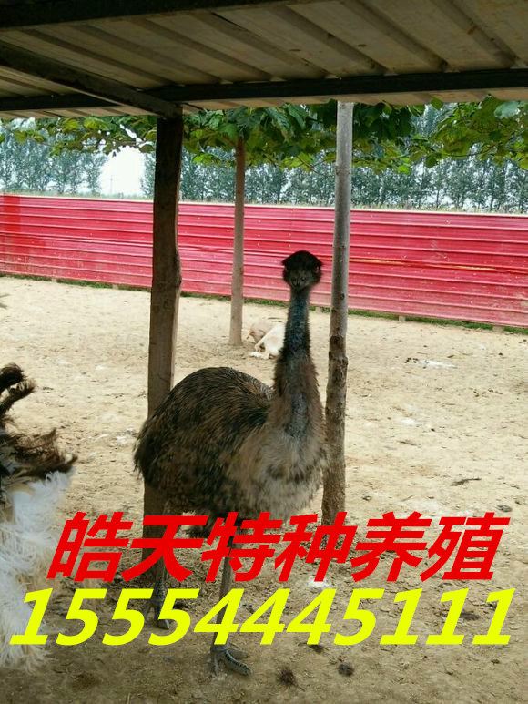 致富经养殖鳕鱼_致富养殖鳕鱼图片_鳕鱼养殖场