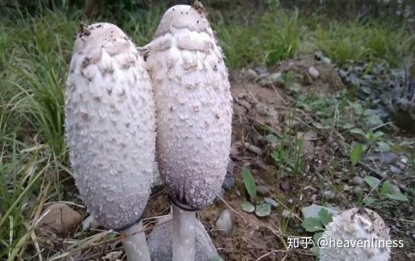 食用菌种植技术视频_致富经种植食用菌视频_视频致富种植食用菌是真的吗