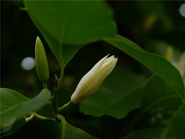 白兰花怎么过冬 这样养护才是白兰花最正确的越冬方式