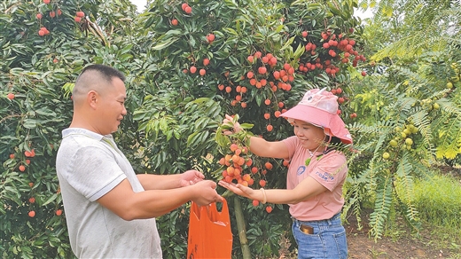 广西水果种植新品种_广西水果种植致富_广西种植什么水果前景最好