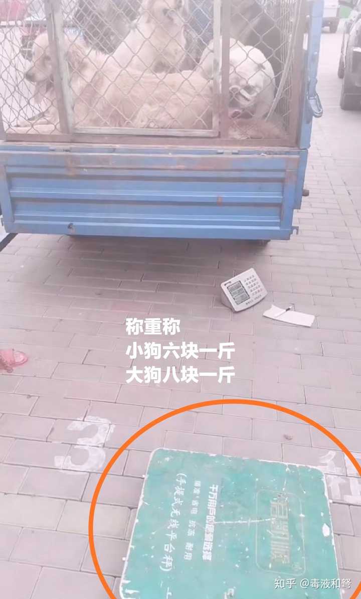 致富经养殖狗的_养狗养殖场视频致富经_致富项目养狗