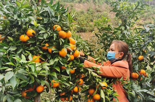 广西种什么水果最赚钱_广西水果种植基地_广西水果种植致富