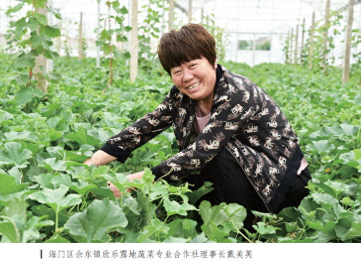 南通蔬菜种植基地_南通种植什么农作物_南通种植致富