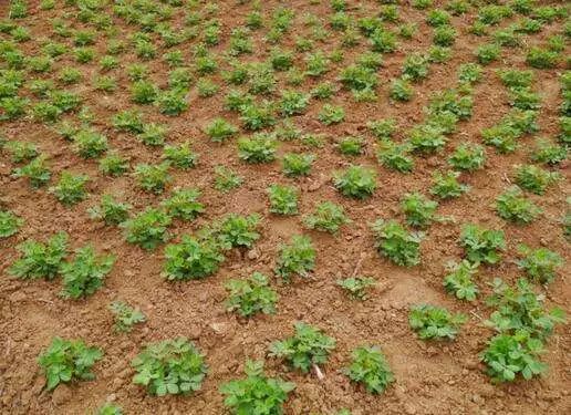 最新花生种植技术_花生种植技术要点_花生种植最新技术视频