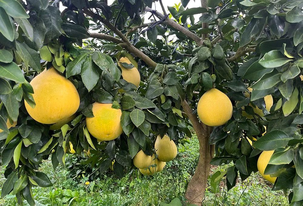 柚子种植前景_种植柚子致富_柚子种植成本和利润