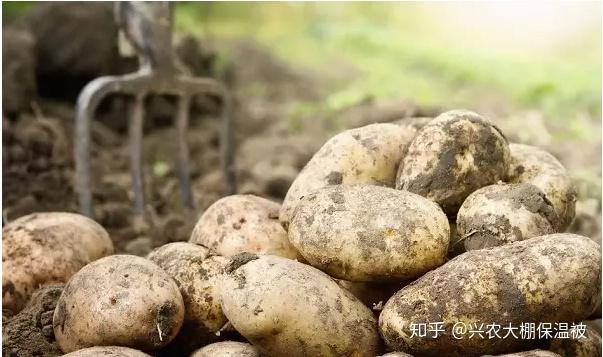 家庭香菇种植技术_香菇种植家庭技术与管理_香菇种植家庭技术视频教程