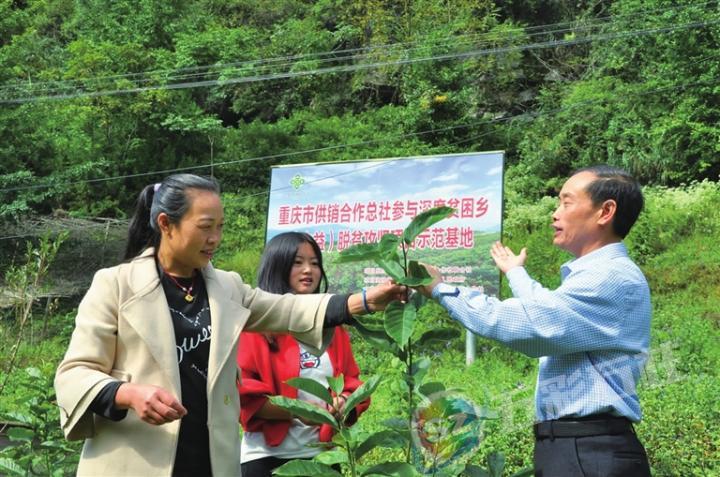 农村种植药材致富项目_药材种植业致富项目_农民勤劳致富药材种植基地