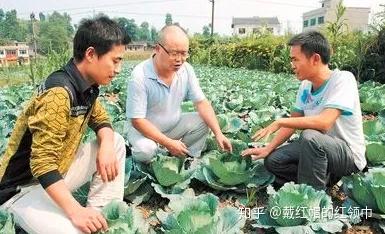 2019年全年蔬菜种植指南（收藏版）