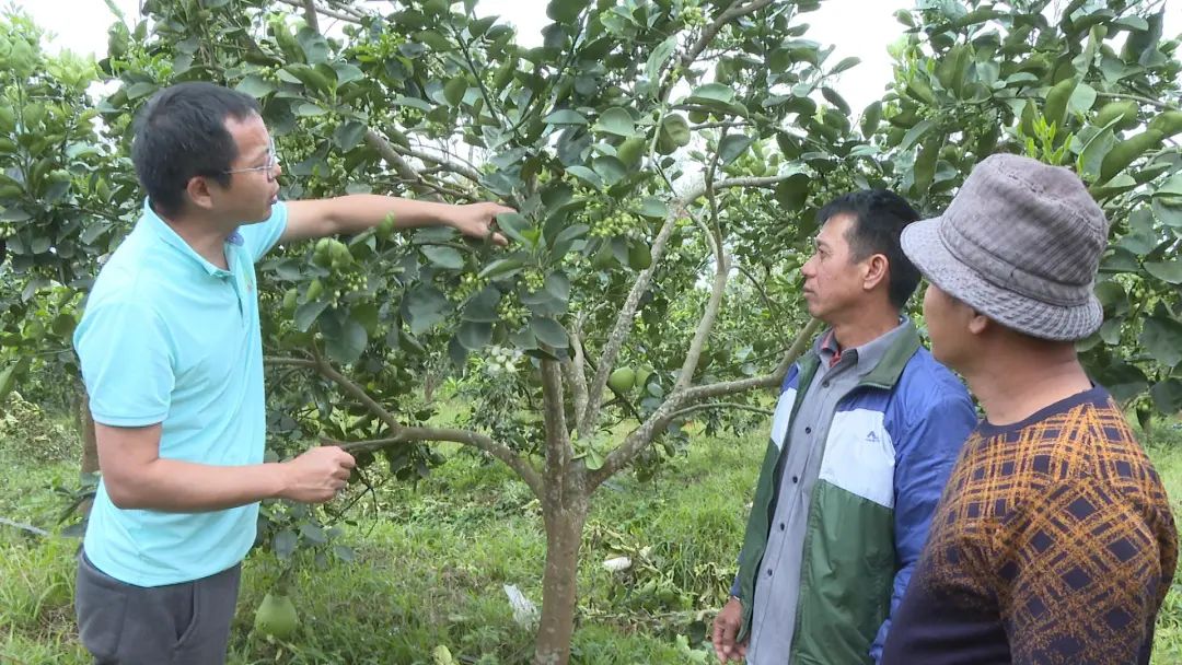 致富柚子种植条件_种植柚子致富_致富柚子种植技术视频