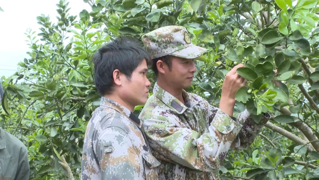 种植柚子致富_致富柚子种植技术视频_致富柚子种植条件