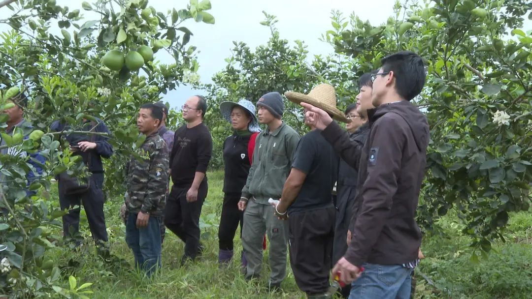 致富柚子种植技术视频_致富柚子种植条件_种植柚子致富