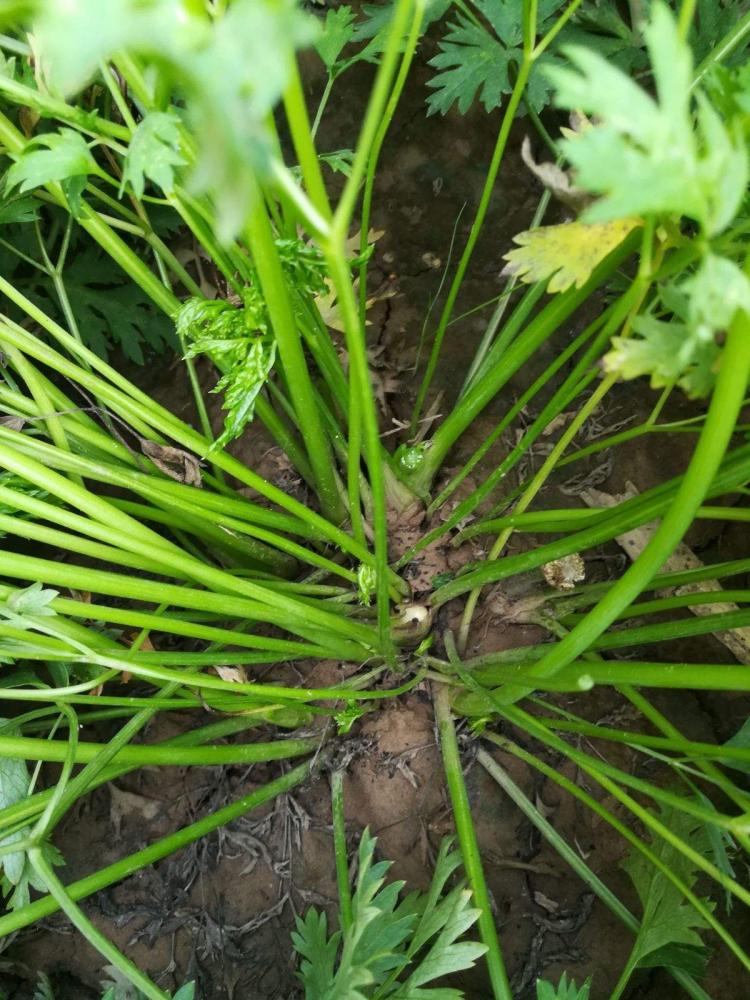 川芎花的生长环境及种植技术