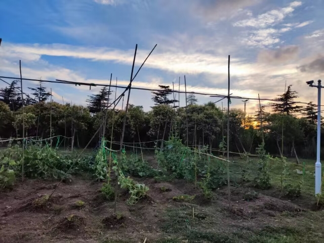 冬天葫芦种子怎么种植技术_葫芦种子适合什么时候种_葫芦种子冬天怎么种植