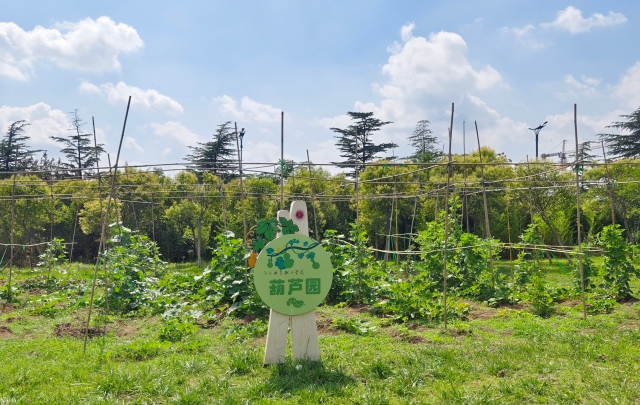 葫芦种子冬天怎么种植_冬天葫芦种子怎么种植技术_葫芦种子适合什么时候种