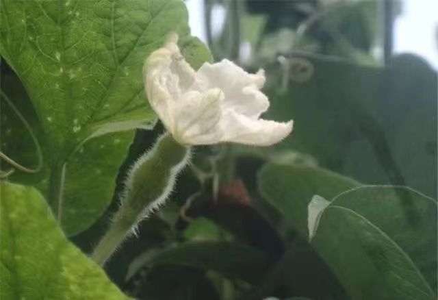 冬天葫芦种子怎么种植技术_葫芦种子冬天怎么种植_葫芦种子适合什么时候种