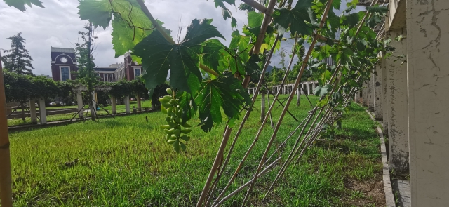 葫芦种子适合什么时候种_冬天葫芦种子怎么种植技术_葫芦种子冬天怎么种植