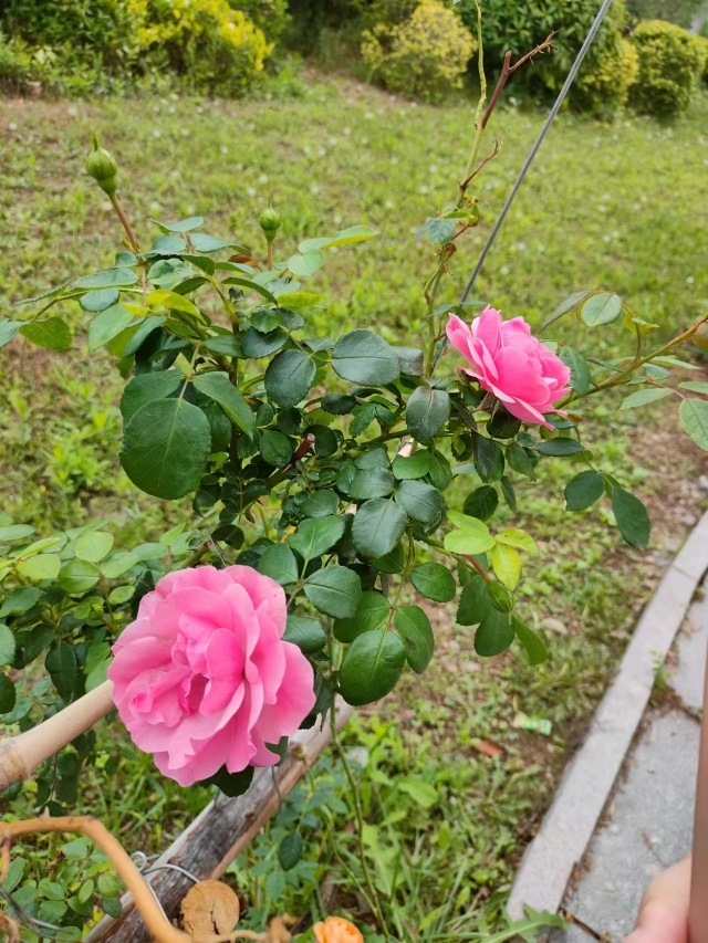 葫芦种子适合什么时候种_冬天葫芦种子怎么种植技术_葫芦种子冬天怎么种植