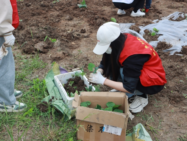 葫芦种子适合什么时候种_冬天葫芦种子怎么种植技术_葫芦种子冬天怎么种植