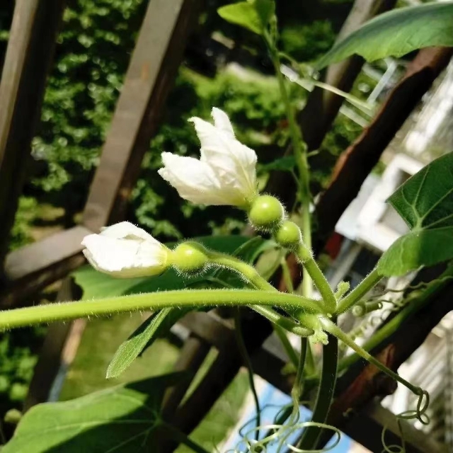 葫芦种子适合什么时候种_冬天葫芦种子怎么种植技术_葫芦种子冬天怎么种植