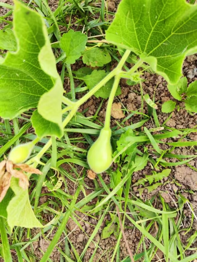 冬天葫芦种子怎么种植技术_葫芦种子冬天怎么种植_葫芦种子适合什么时候种