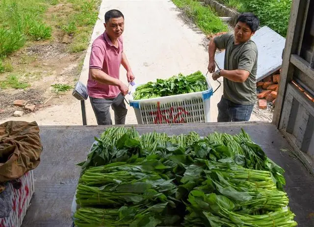 致富养殖视频_致富农村养殖种植_种植养殖致富