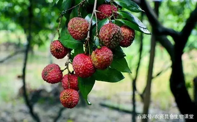 种植果荔枝技术要点_种植果荔枝技术与管理_荔枝果种植技术