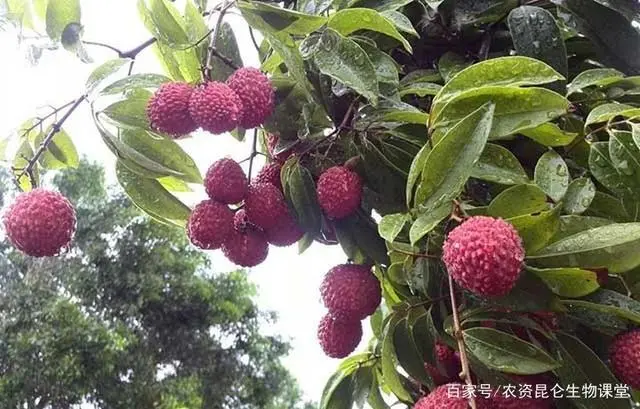 种植果荔枝技术要点_种植果荔枝技术与管理_荔枝果种植技术