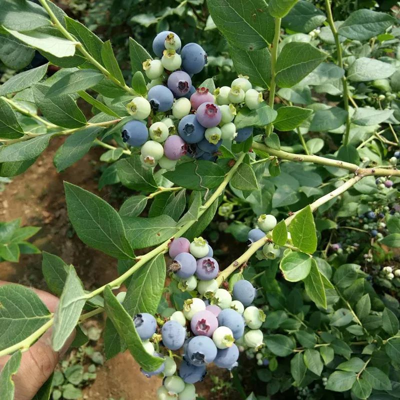 致富紫檀种植方法_紫檀苗木种植_紫檀种植致富