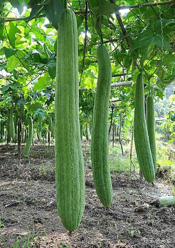 冬天葫芦种子怎么种植技术_种植葫芦冬天能过冬吗_葫芦种子适合什么时候种