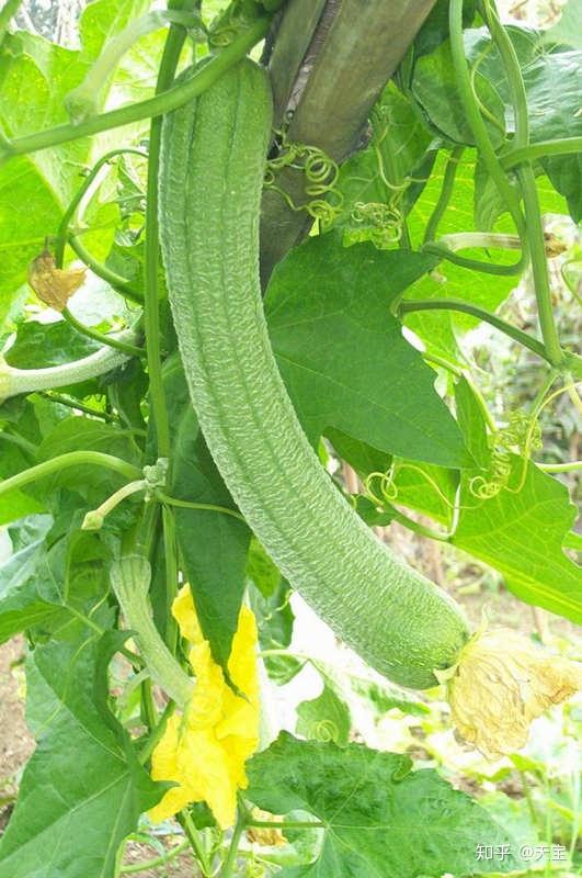 冬天葫芦种子怎么种植技术_种植葫芦冬天能过冬吗_葫芦种子适合什么时候种